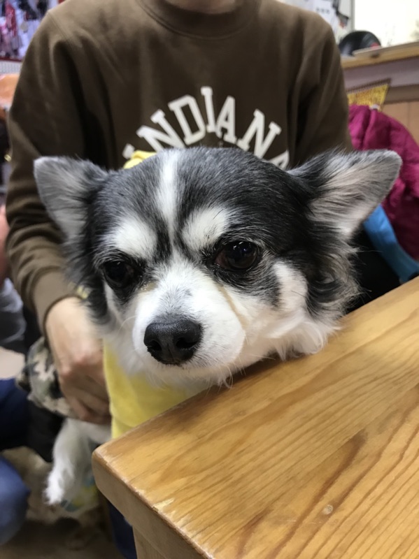 クリスマスイブ🎄に卒業犬🐶のお里帰りがいっぱい😄